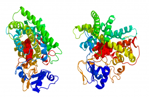 Aromatase_3D_Struktur