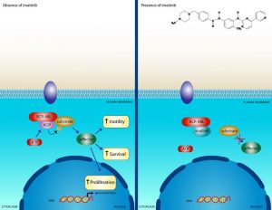 Wirkmechanismus Imatinib Tyrosinkinase-Inhibitoren