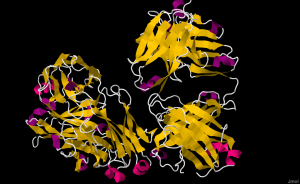 Fab-Fragment von Rituximab mit einem Peptid-Epitop