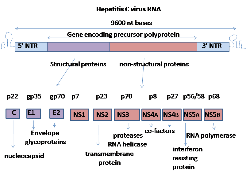 HCV Genom NS5A