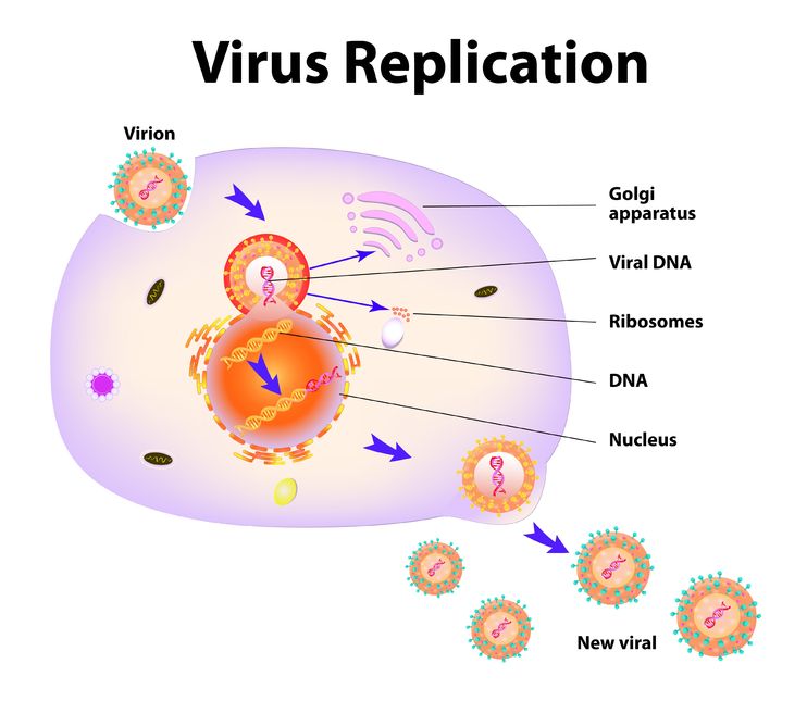 Ablauf Virus Replikation