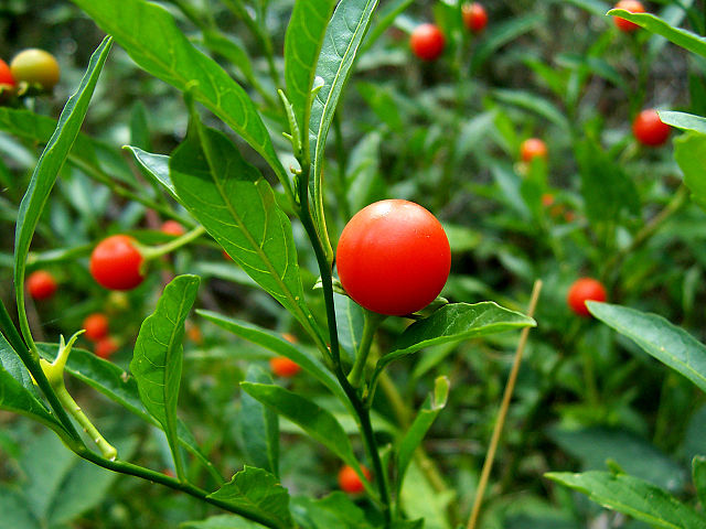 Solanum pseudocapsicum L