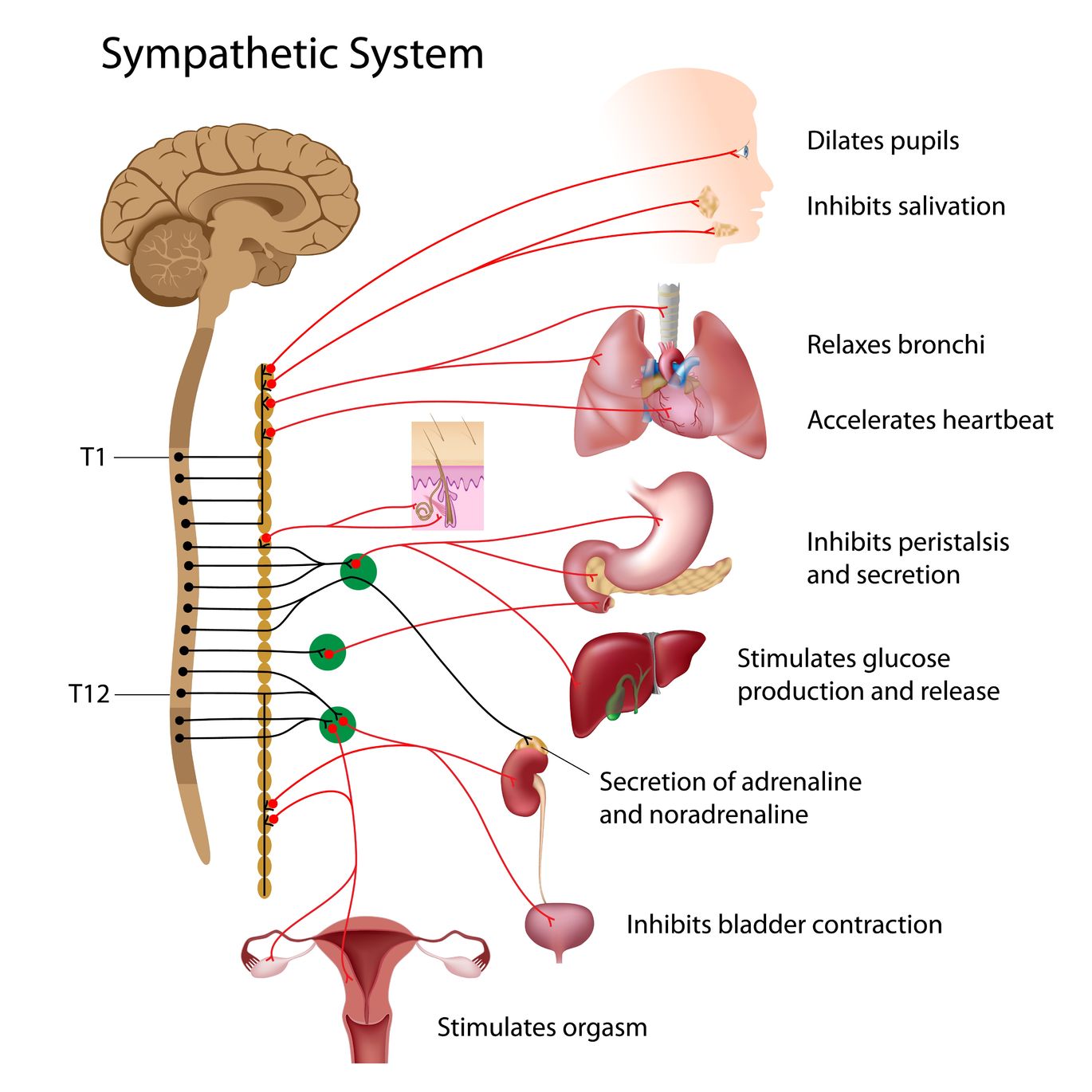 Sympathikus - sympathisches Nervensystem