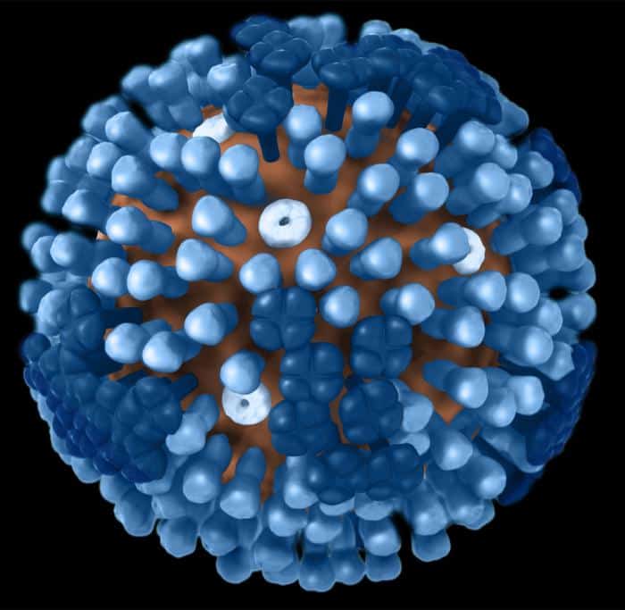 Ultrastruktur Influenza-Virions